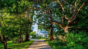 A pathway leading to a house surrounded by lush greenery. - Boscobel of Tasmania (West Ulverstone)