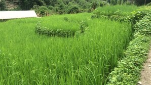 A lush green rice field with a small structure in the background. - Hotel Gallery Nepal (Kathmandu)