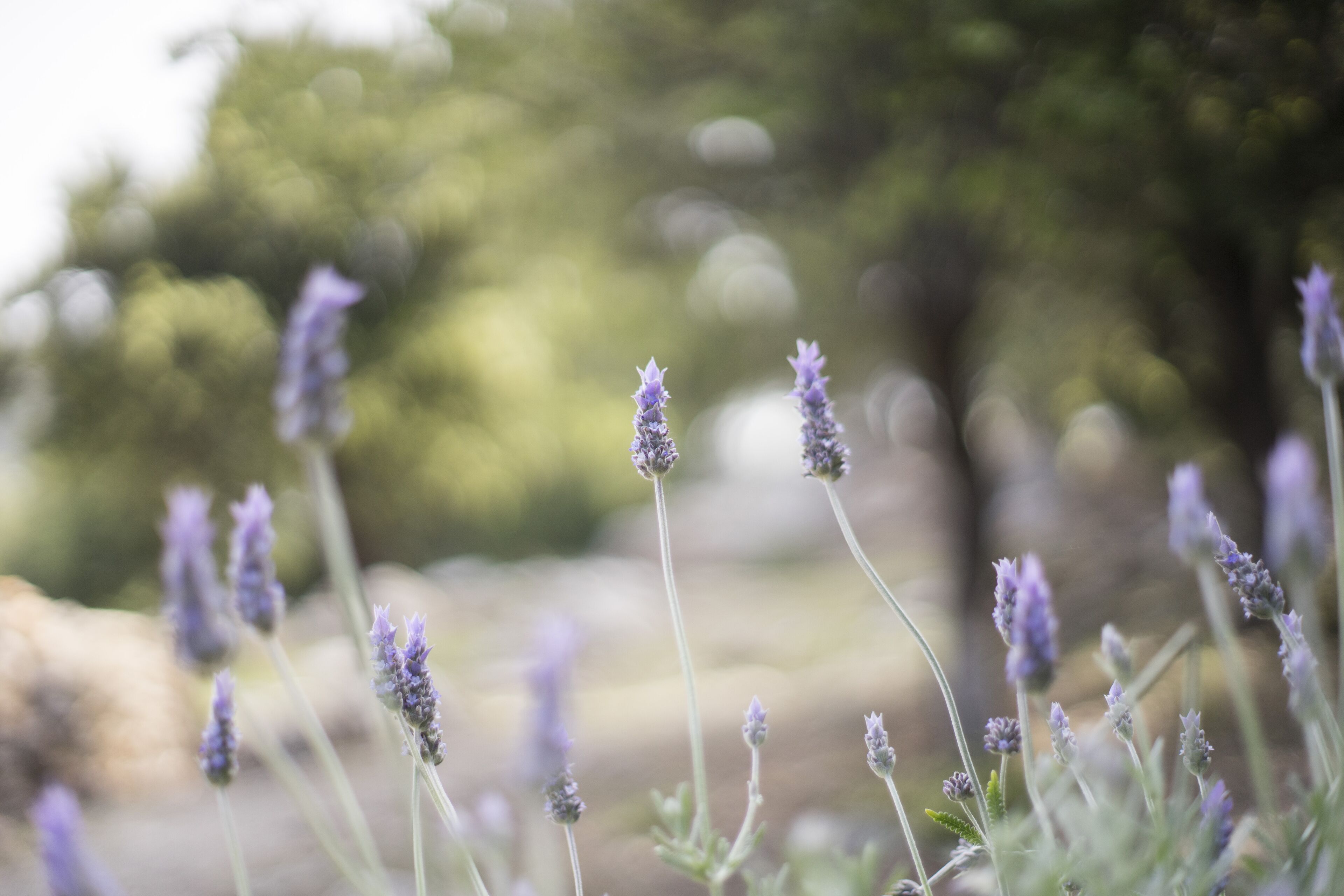 Des plants de lavande dans un jardin.