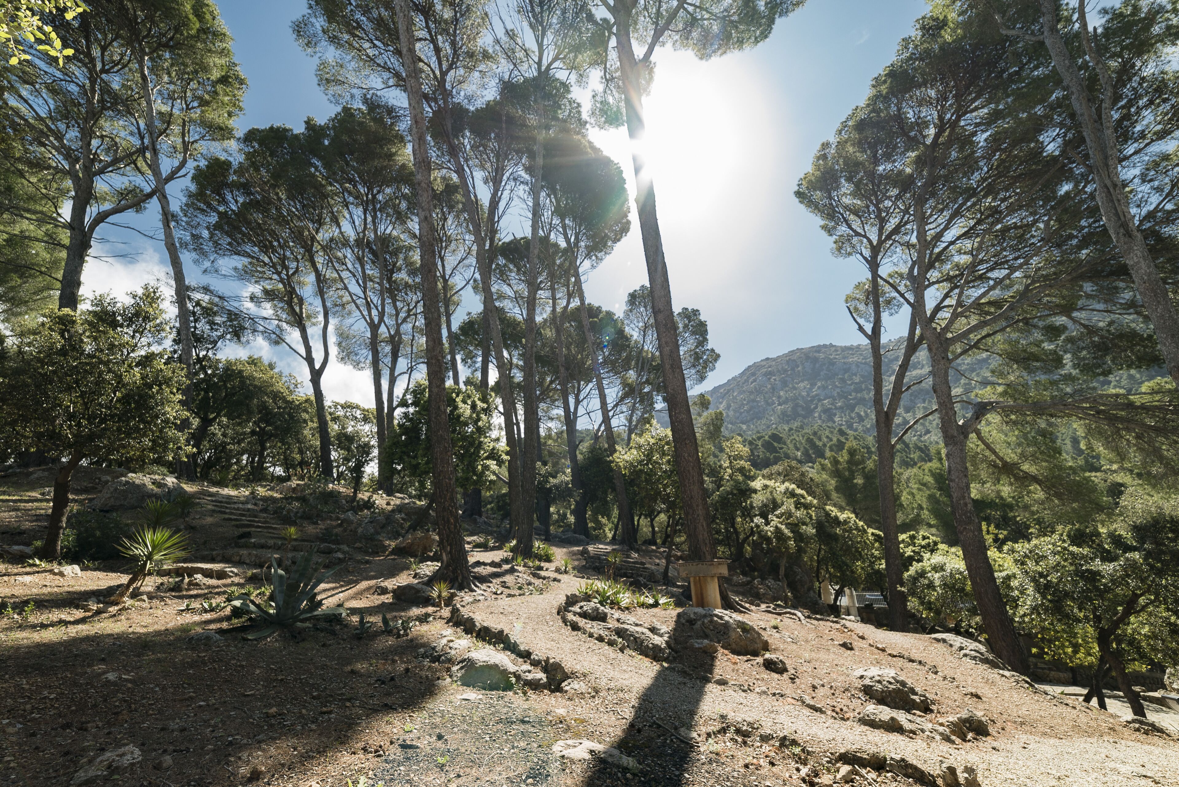 A forested area with a dirt path, trees, and a bench.