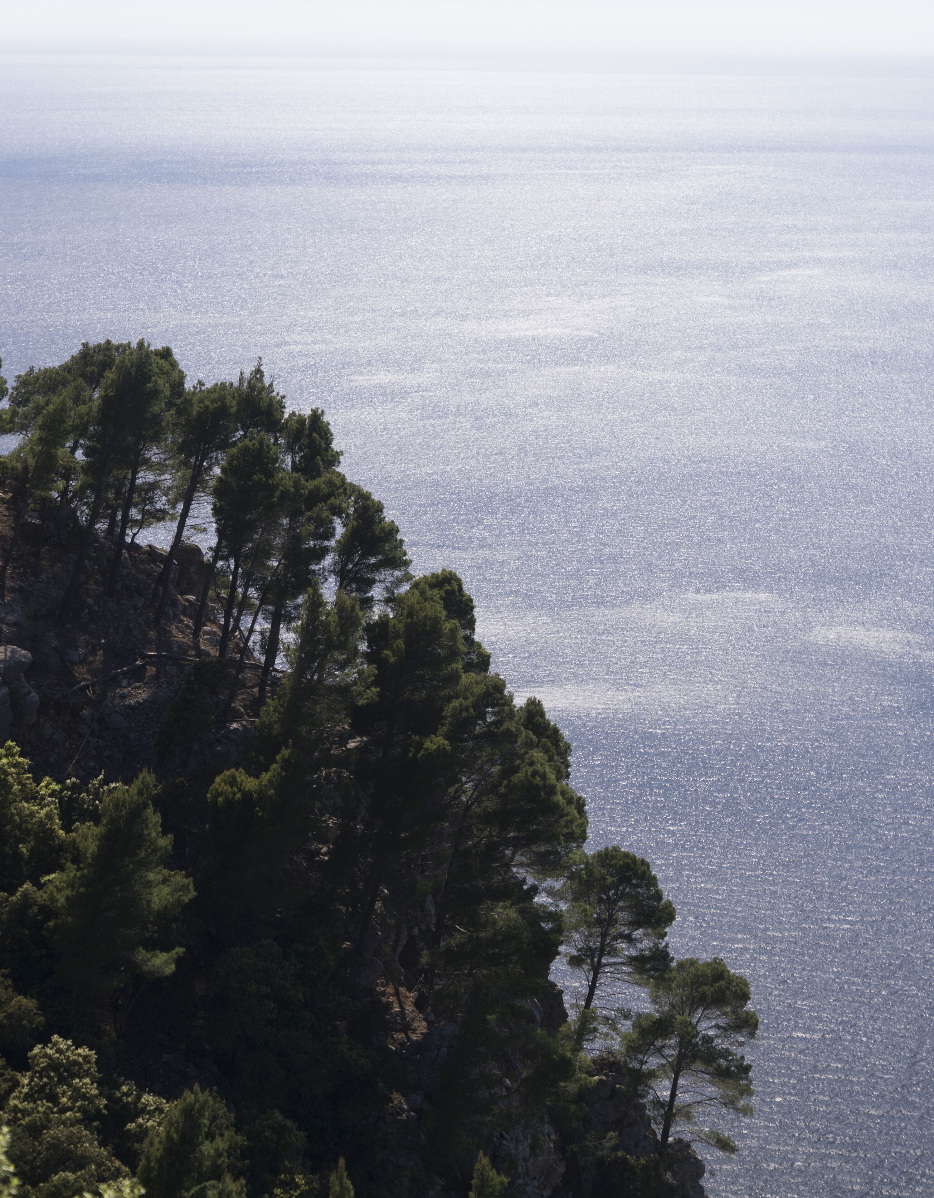 A coastal landscape with dense pine trees and a view of the sea.