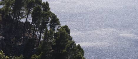 A coastal landscape with dense pine trees and a view of the sea.