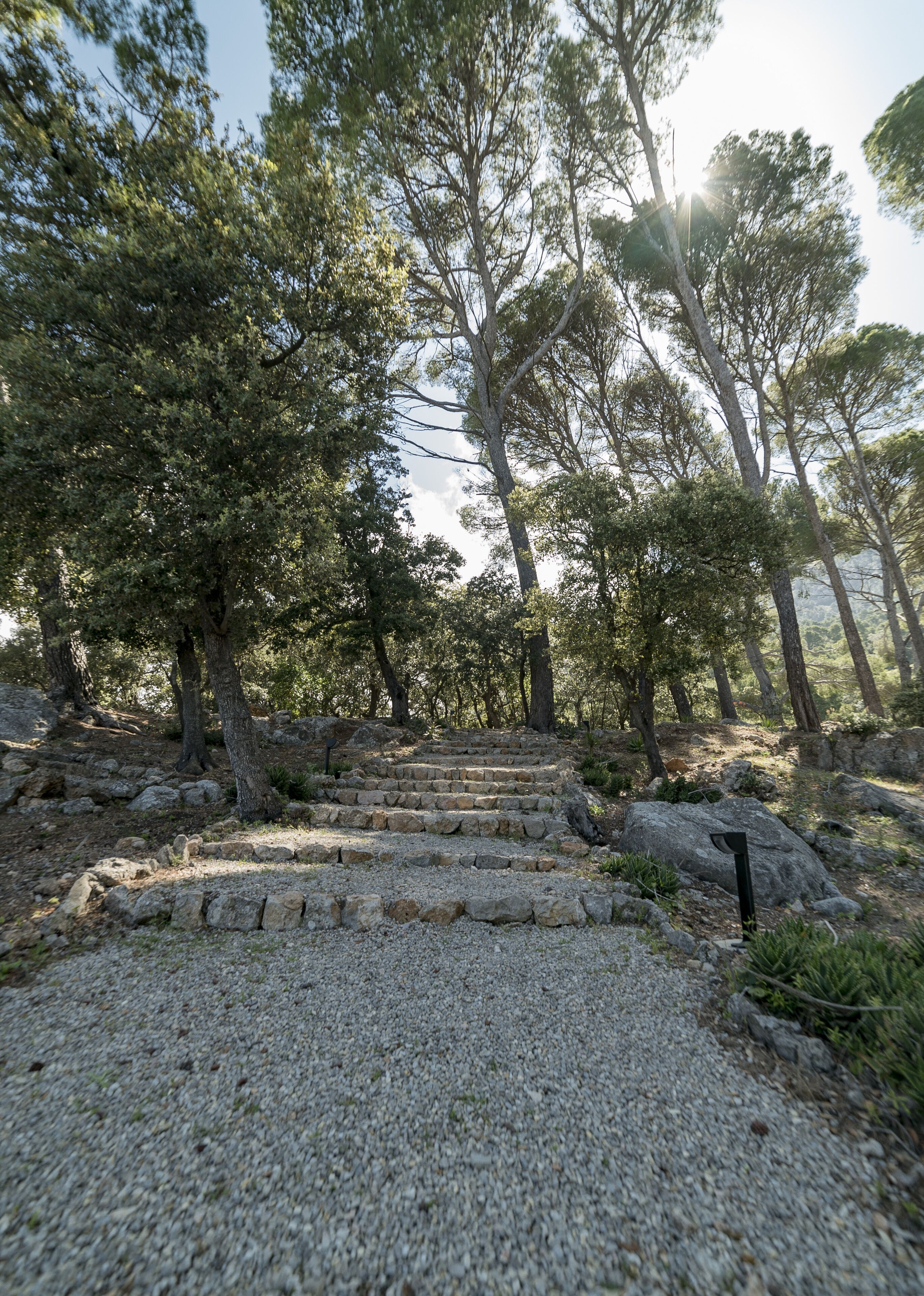 A stone pathway leading through a forested area with trees and a clear sky.