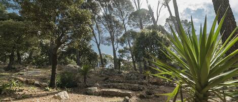 A natural outdoor setting with trees, rocks, and a palm plant.