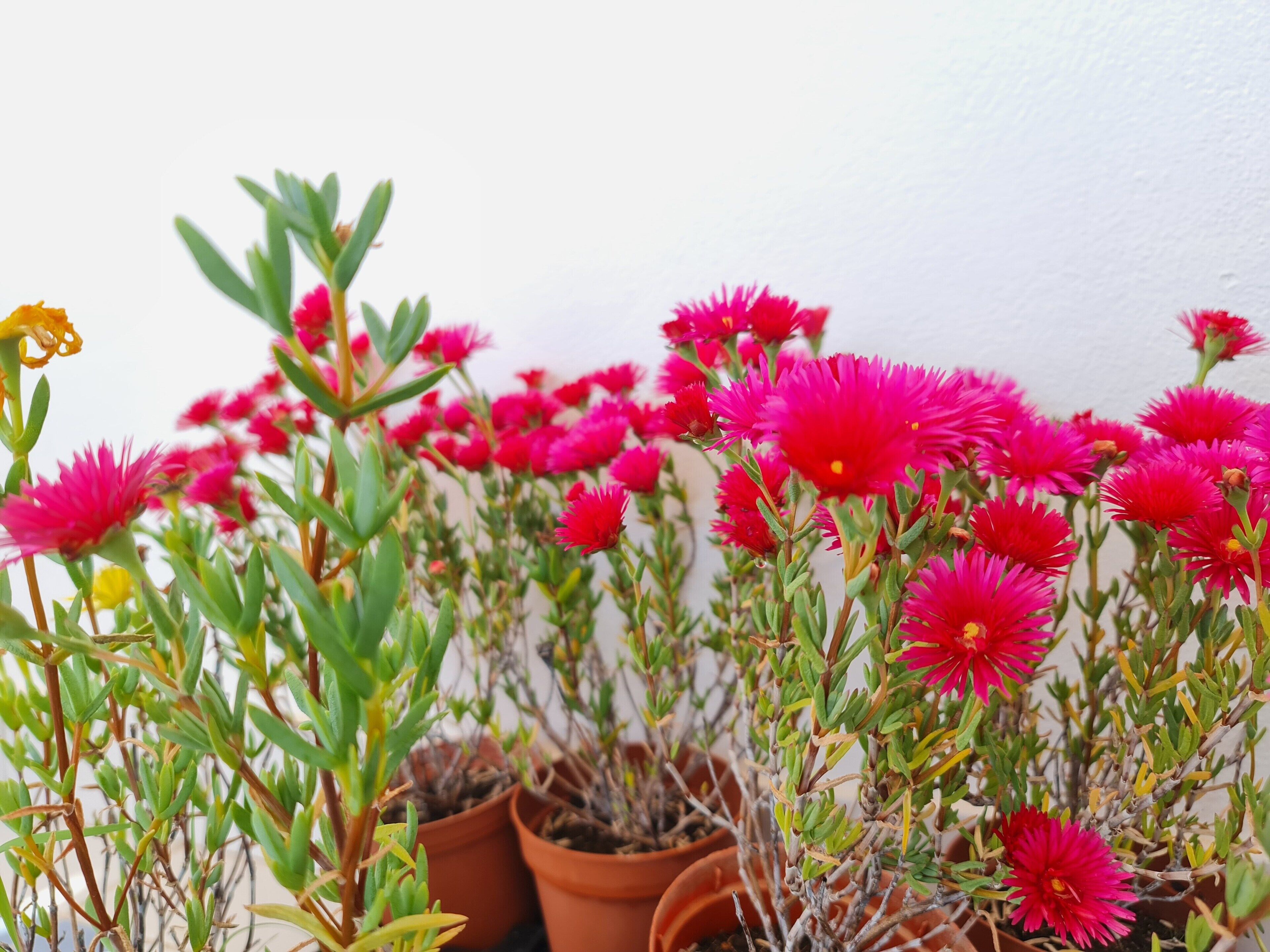 Foto - Sunlight House