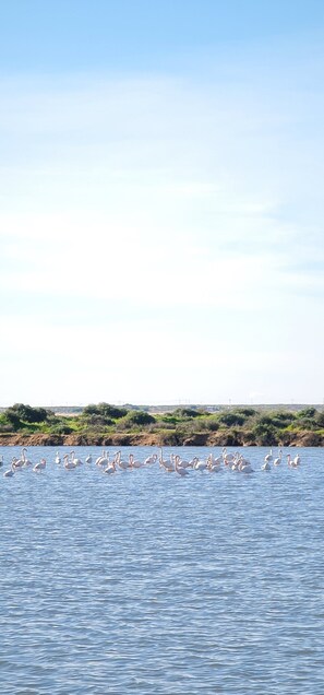Beach nearby - Sunlight House (Faro)