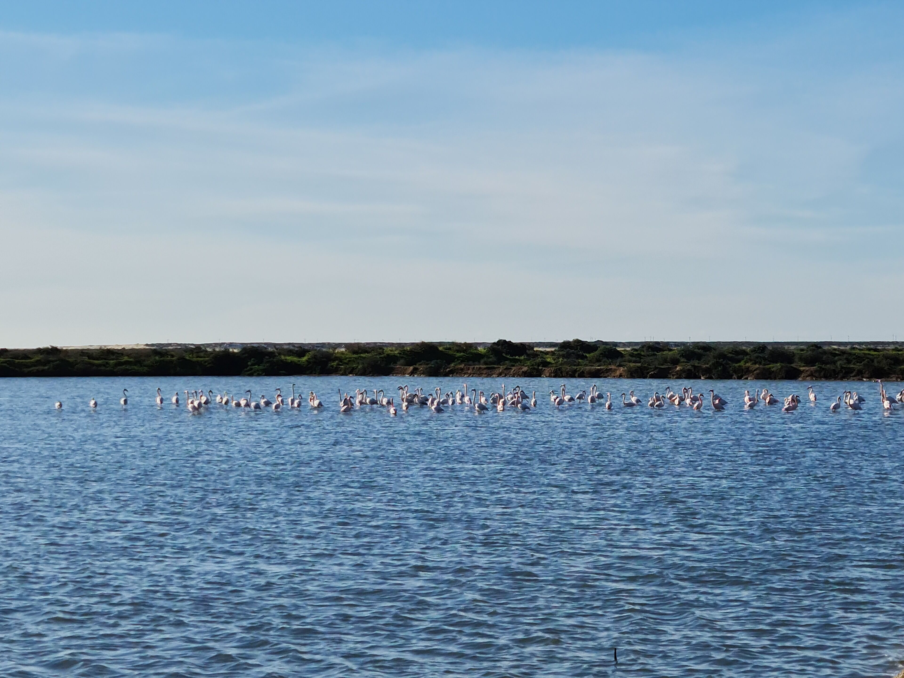 Ein großes Gewässer mit zahlreichen Vögeln, vermutlich Pelikanen, die auf der Oberfläche schwimmen.