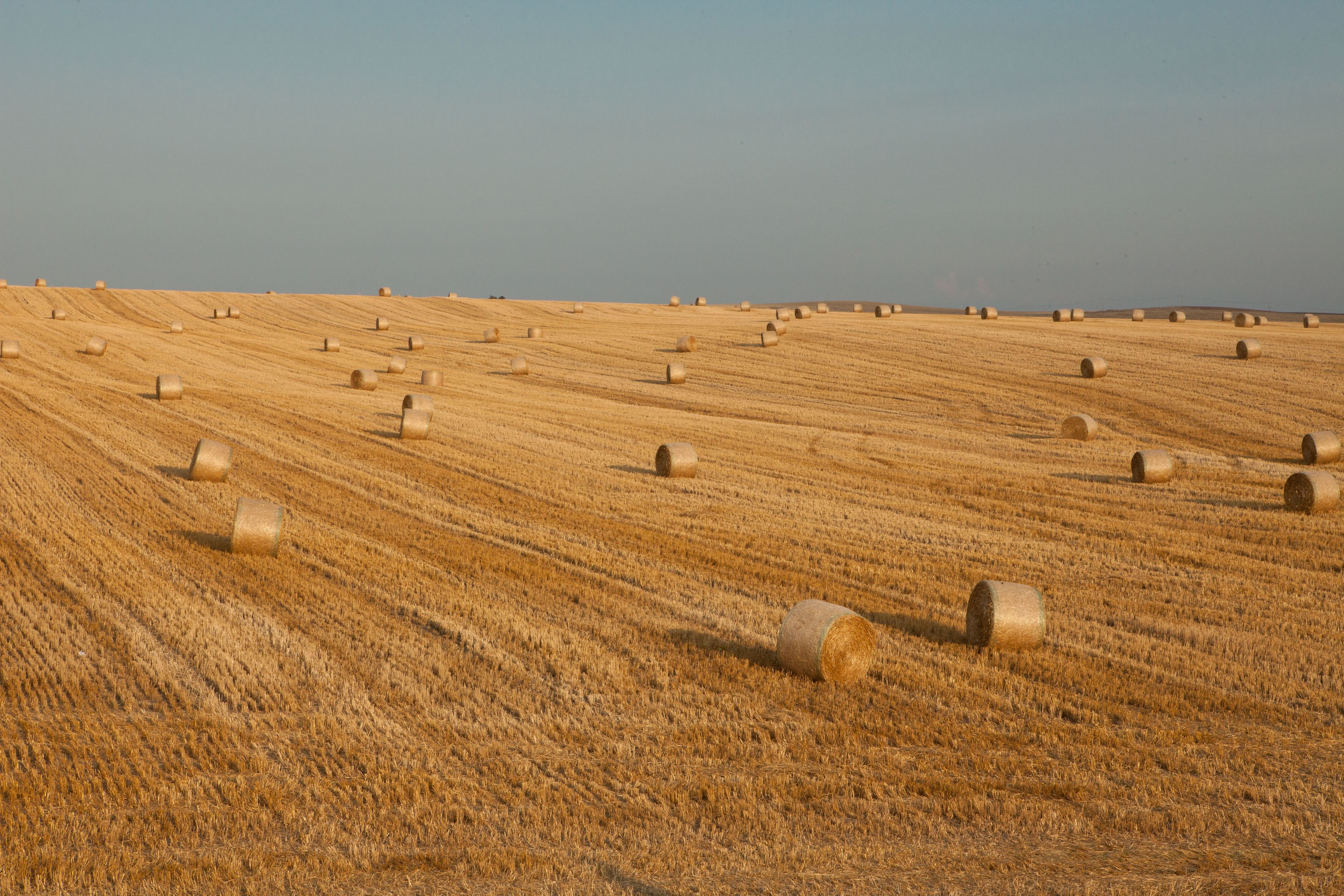 A field of hay bales in a golden wheat field.