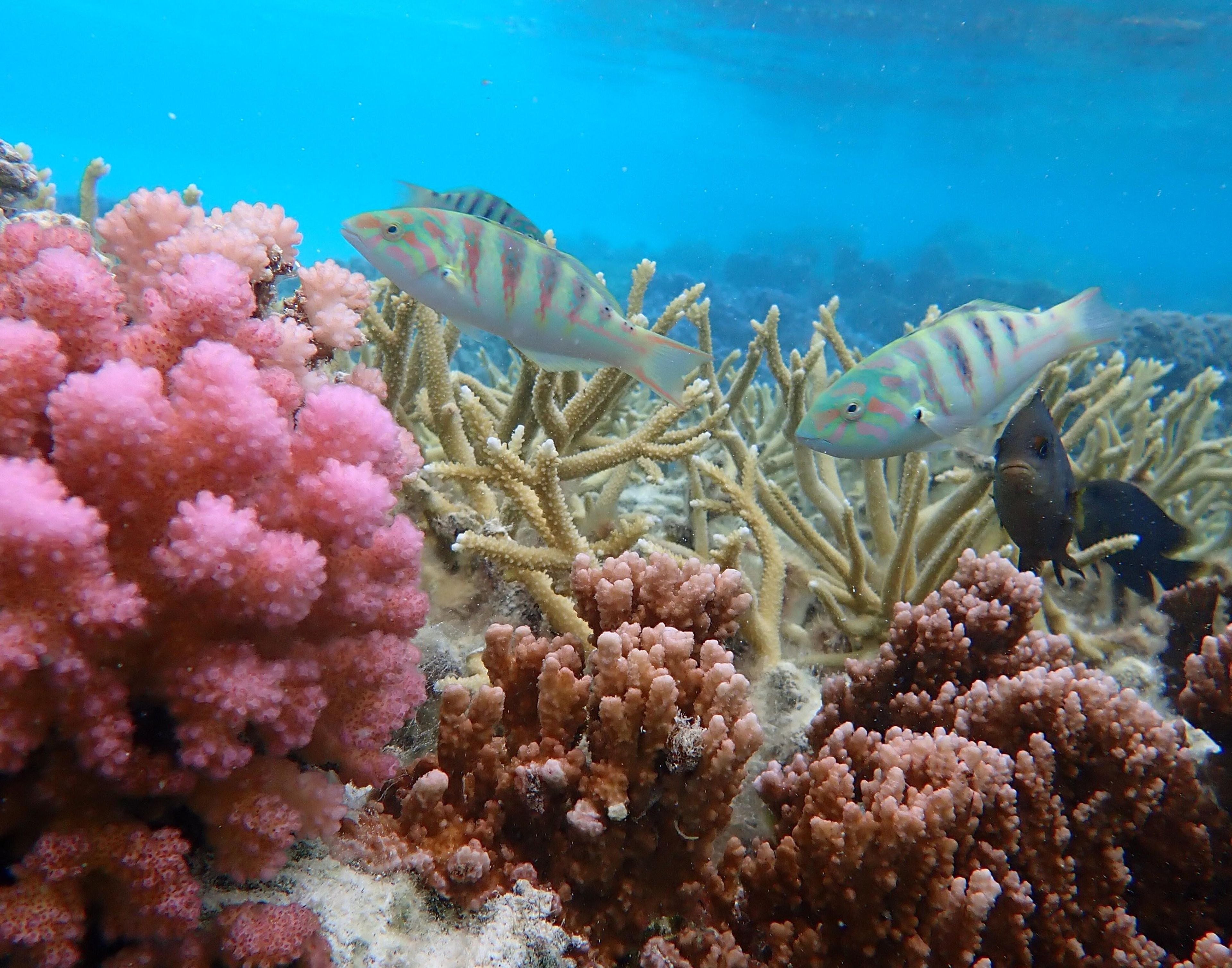 An underwater scene with coral formations and fish.