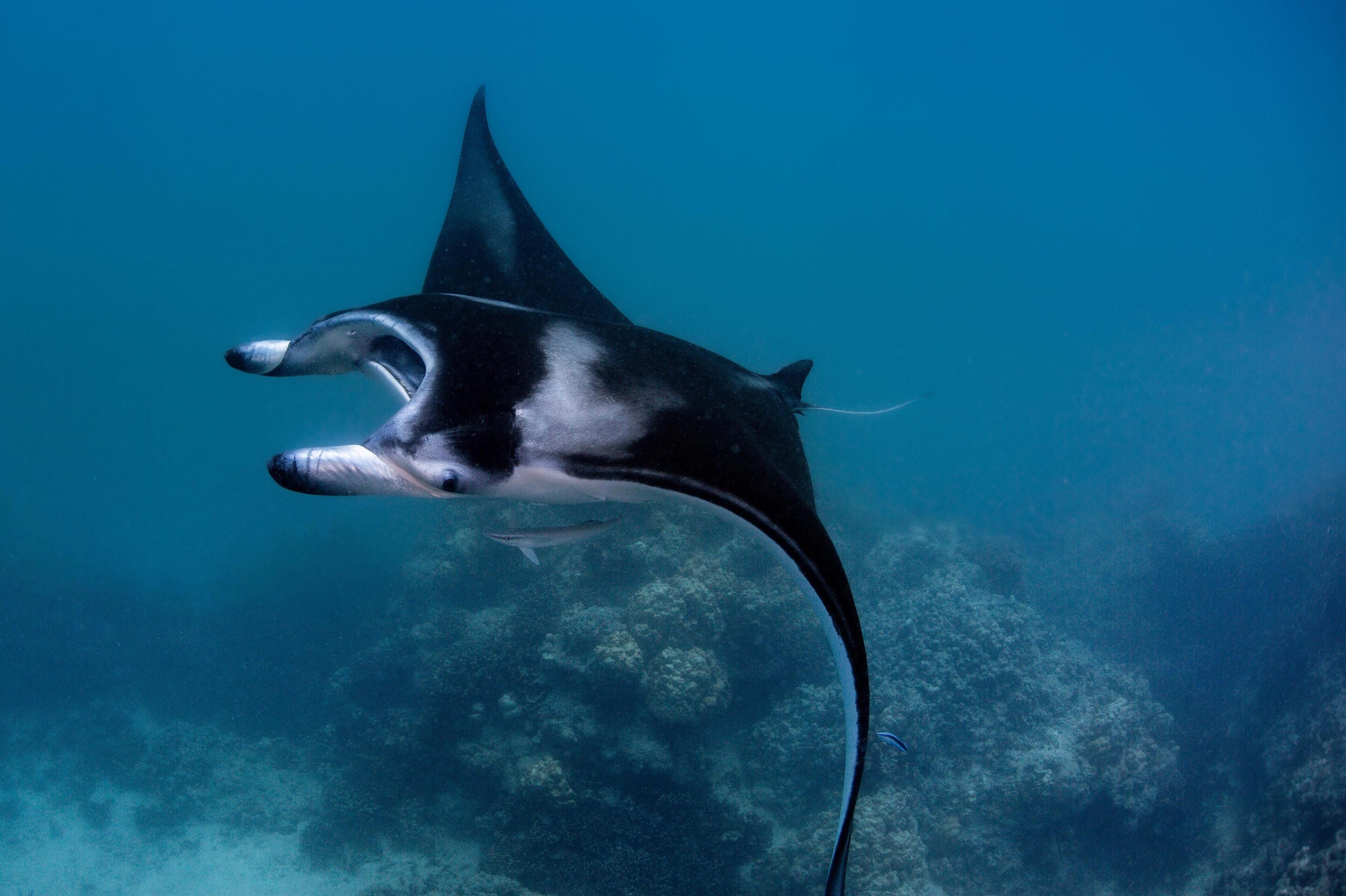 Een manta ray zwemt onder water.