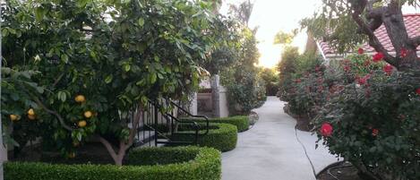 A pathway flanked by neatly trimmed hedges and flowering trees, leading to a building with a tiled roof.