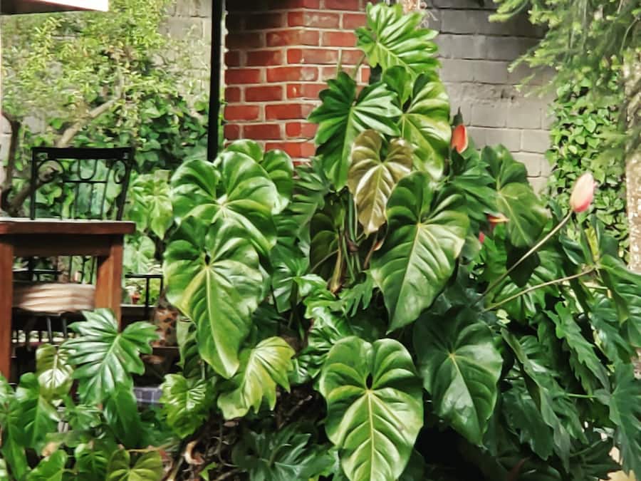 Se sirven desayunos, almuerzos y cenas; cocina local e internacional