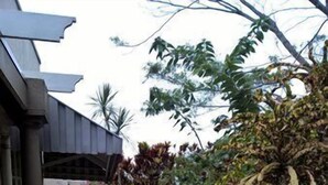 Caminho de tijolos que leva a um edifício com entrada coberta e um jardim exuberante, com diversas plantas e uma grande árvore.
