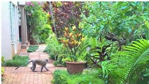 Uma trilha em um jardim exuberante, com diversas plantas e um macaco caminhando pelo caminho.