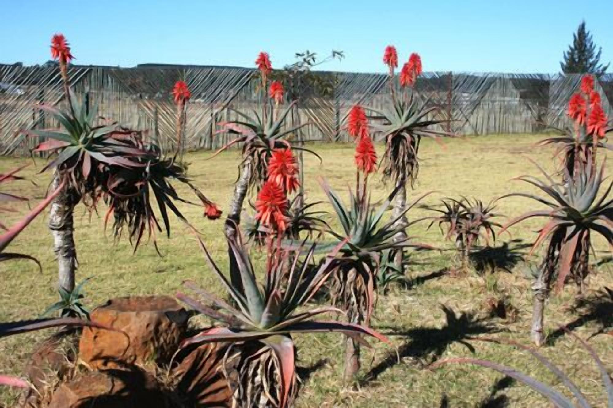 A garden with various plants and a wooden fence in the background.