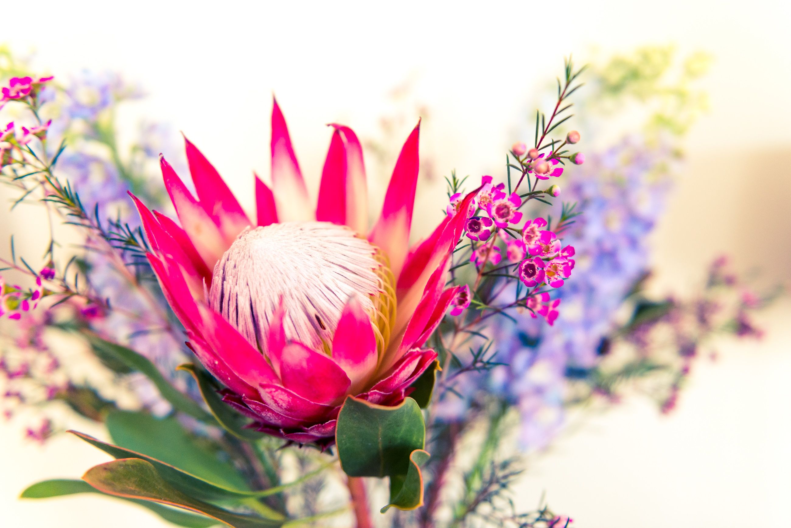Un gros plan d’une fleur de protéa d’un rose éclatant, entourée de verdure et de petites fleurs violettes.
