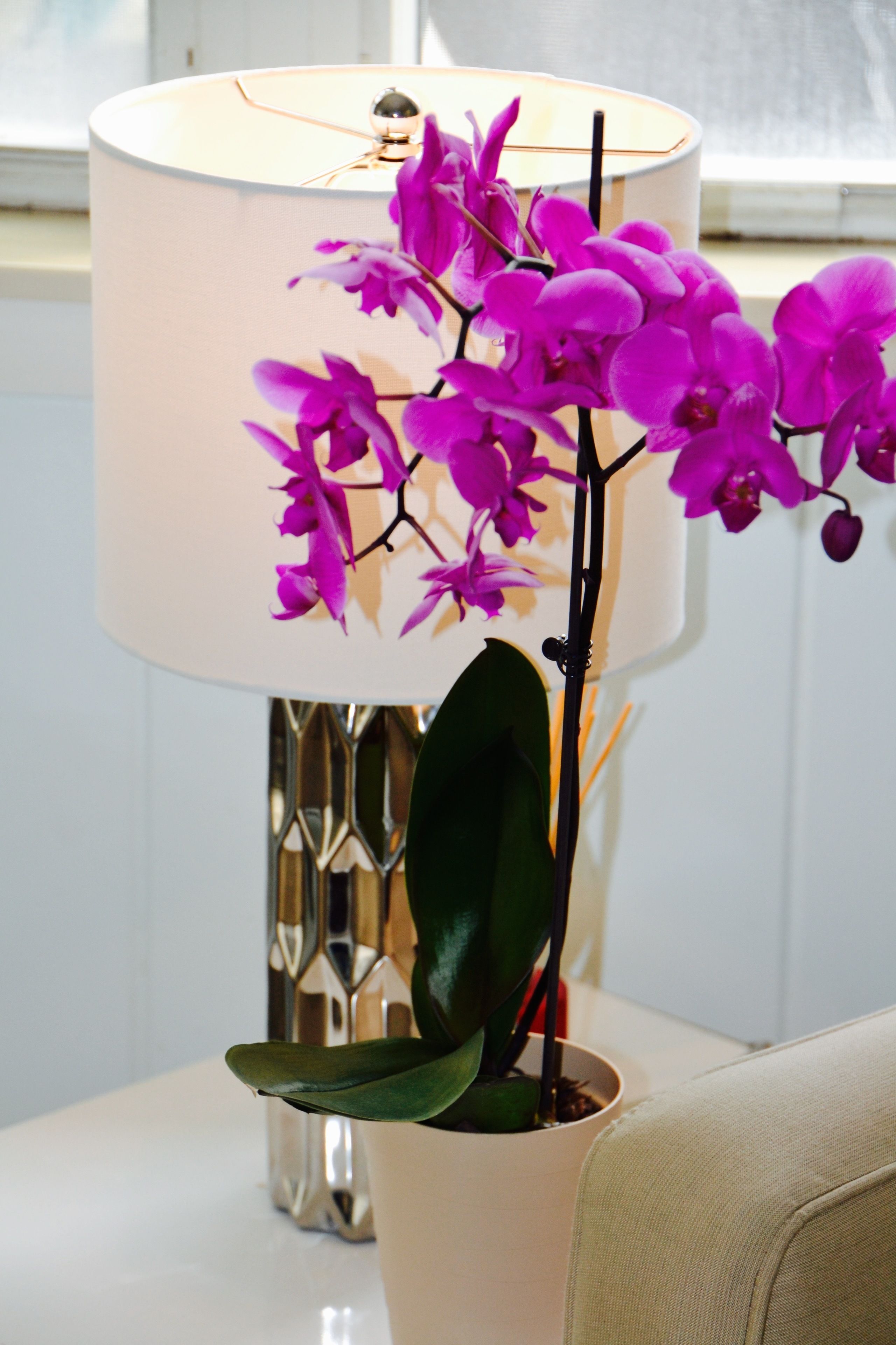 Foto - Sea Turtle Inn