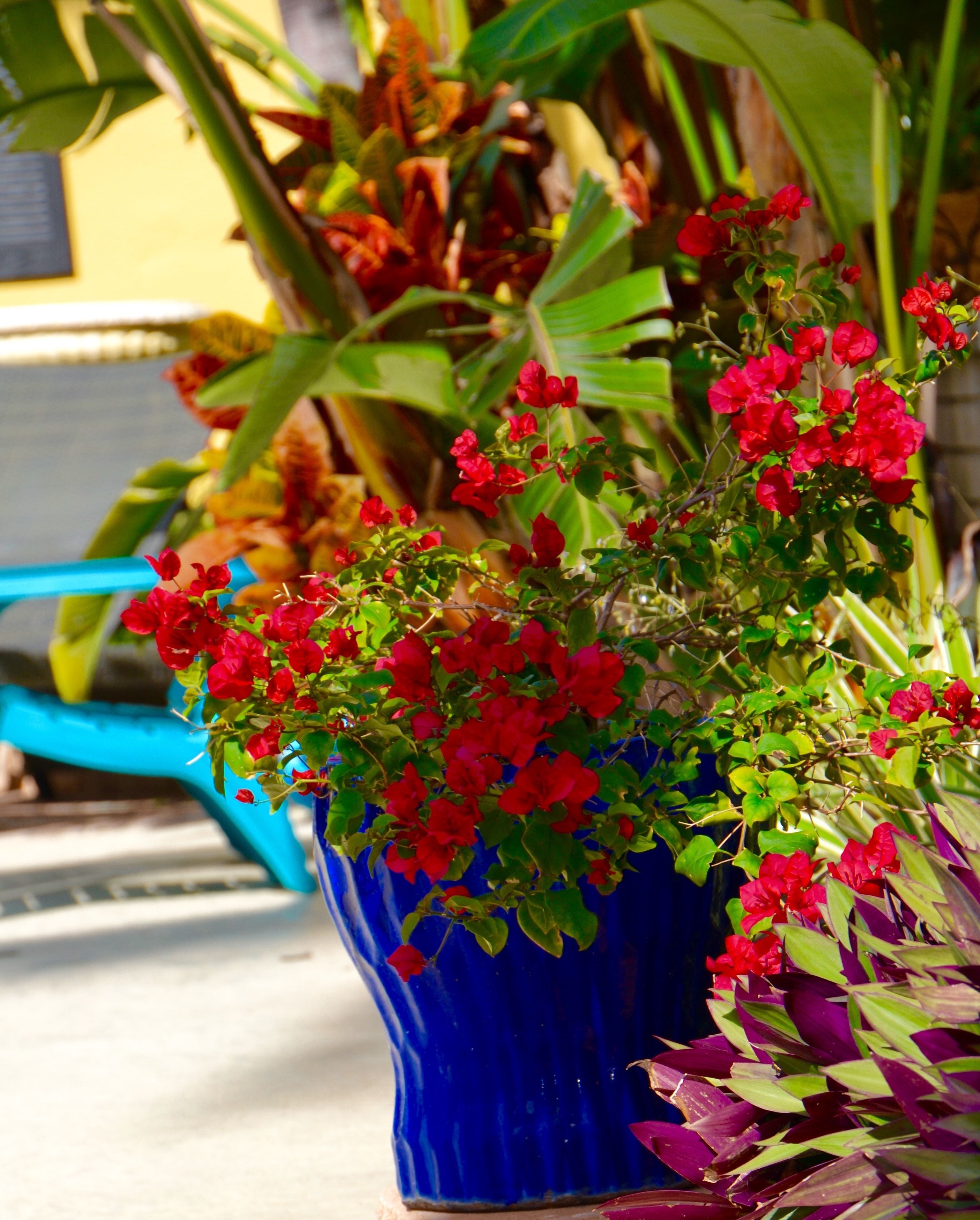 Un pot bleu avec des fleurs rouges et des feuilles vertes.