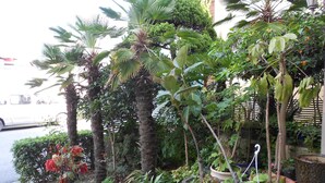 A variety of potted plants and trees along a sidewalk, with a street visible in the background. - Charmant Hotel (Mokpo)