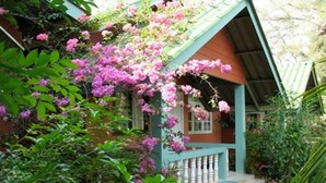 Una casa amb un porxo cobert de flors roses, envoltada de vegetació exuberanta.