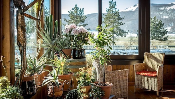 A cozy room with a large window overlooking a snowy mountain landscape, featuring various potted plants and wicker furniture.