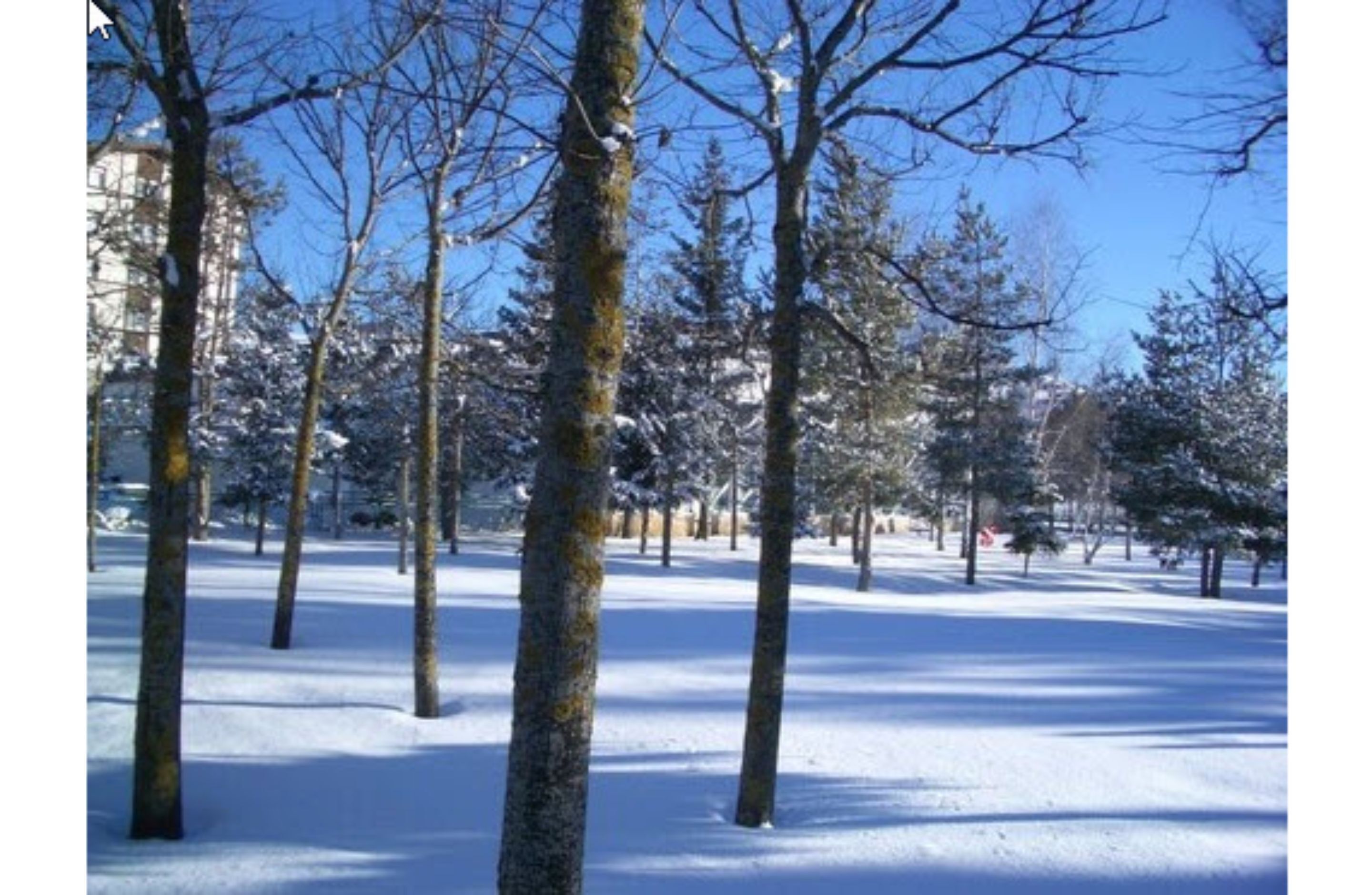 A snow-covered park with trees and buildings in the background.