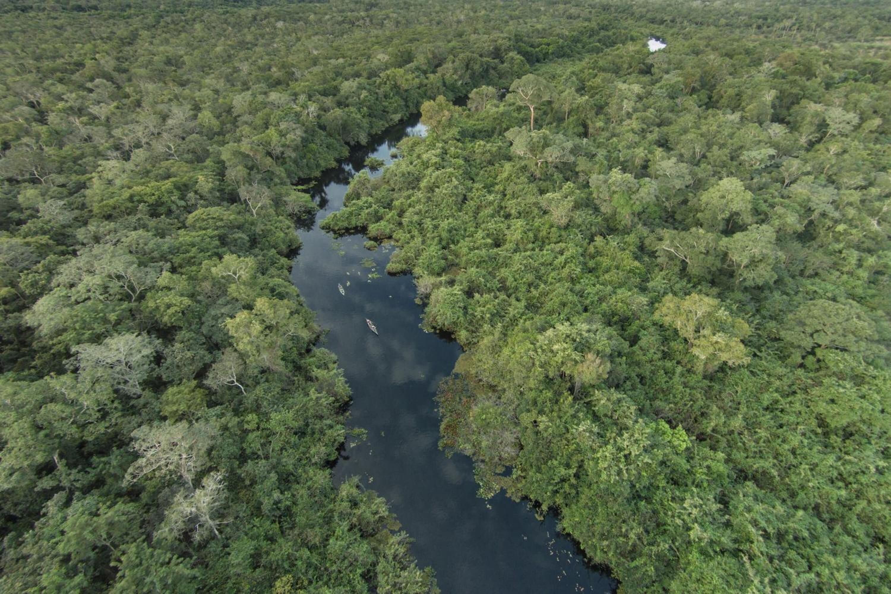 Vue aérienne d’une forêt dense traversée par une rivière.