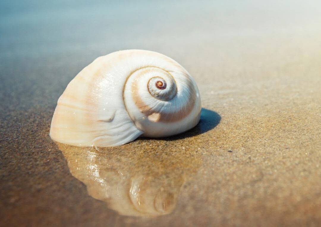 Foto - Résidence Marina Beach