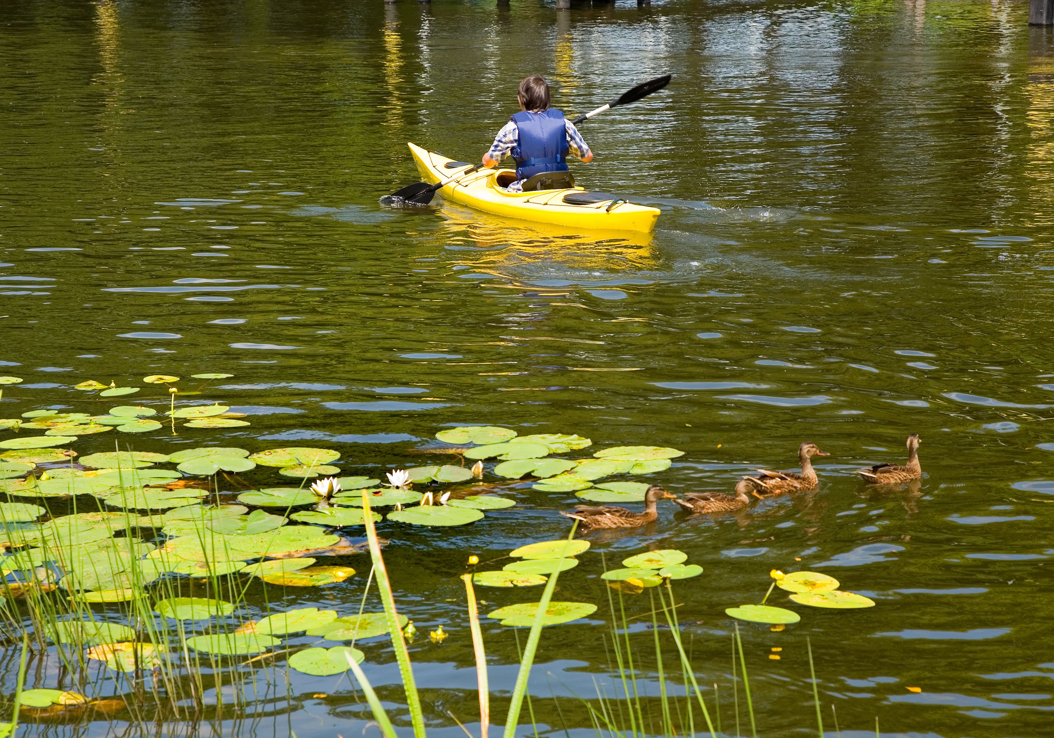 Una persona practica kayak en un lago con patos y lirios.
