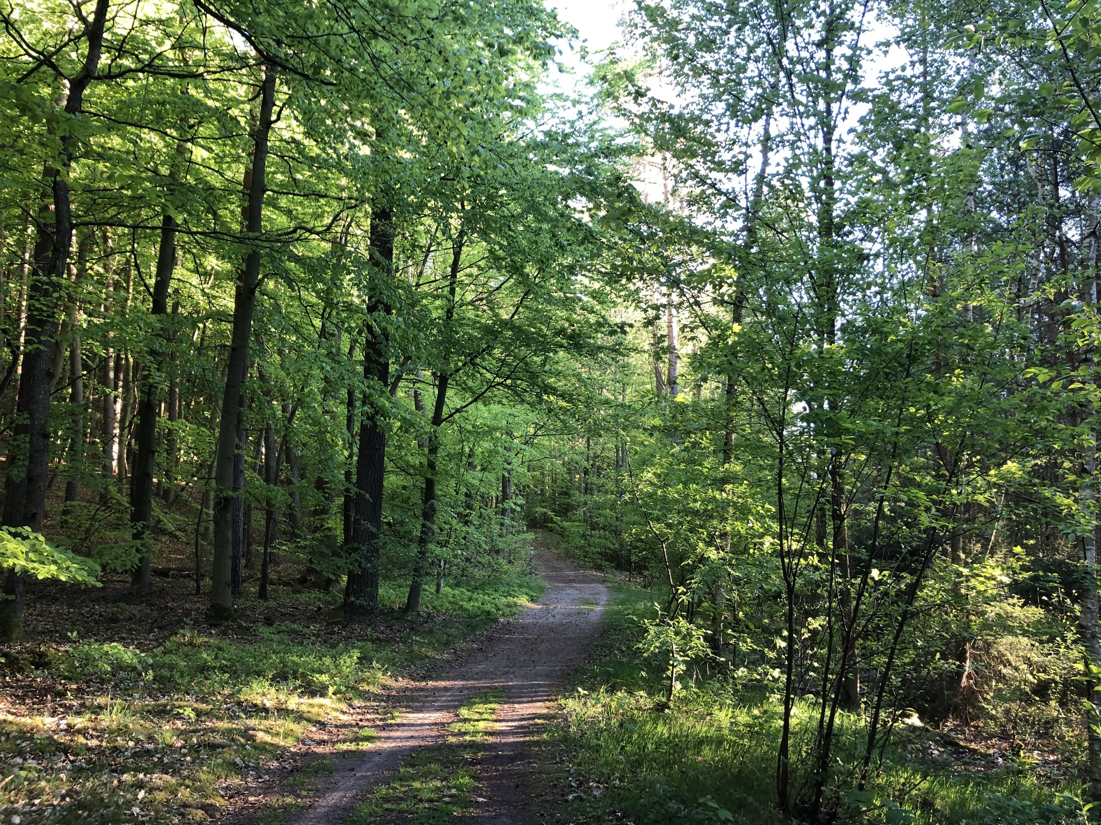 A forest path surrounded by tall trees with dense foliage.