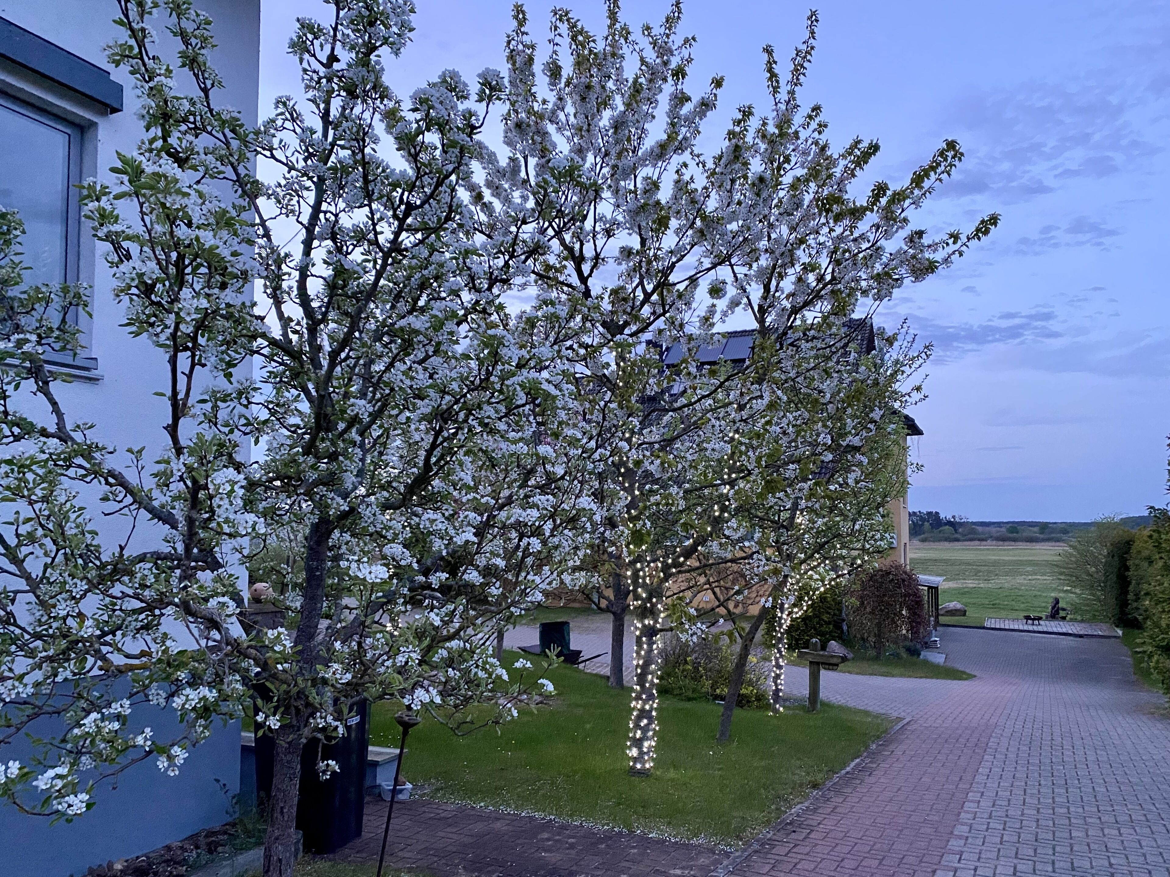 A residential area with a paved driveway leading to a house with a white exterior. There are flowering trees in the front yard, and a grassy field is visible in the background.