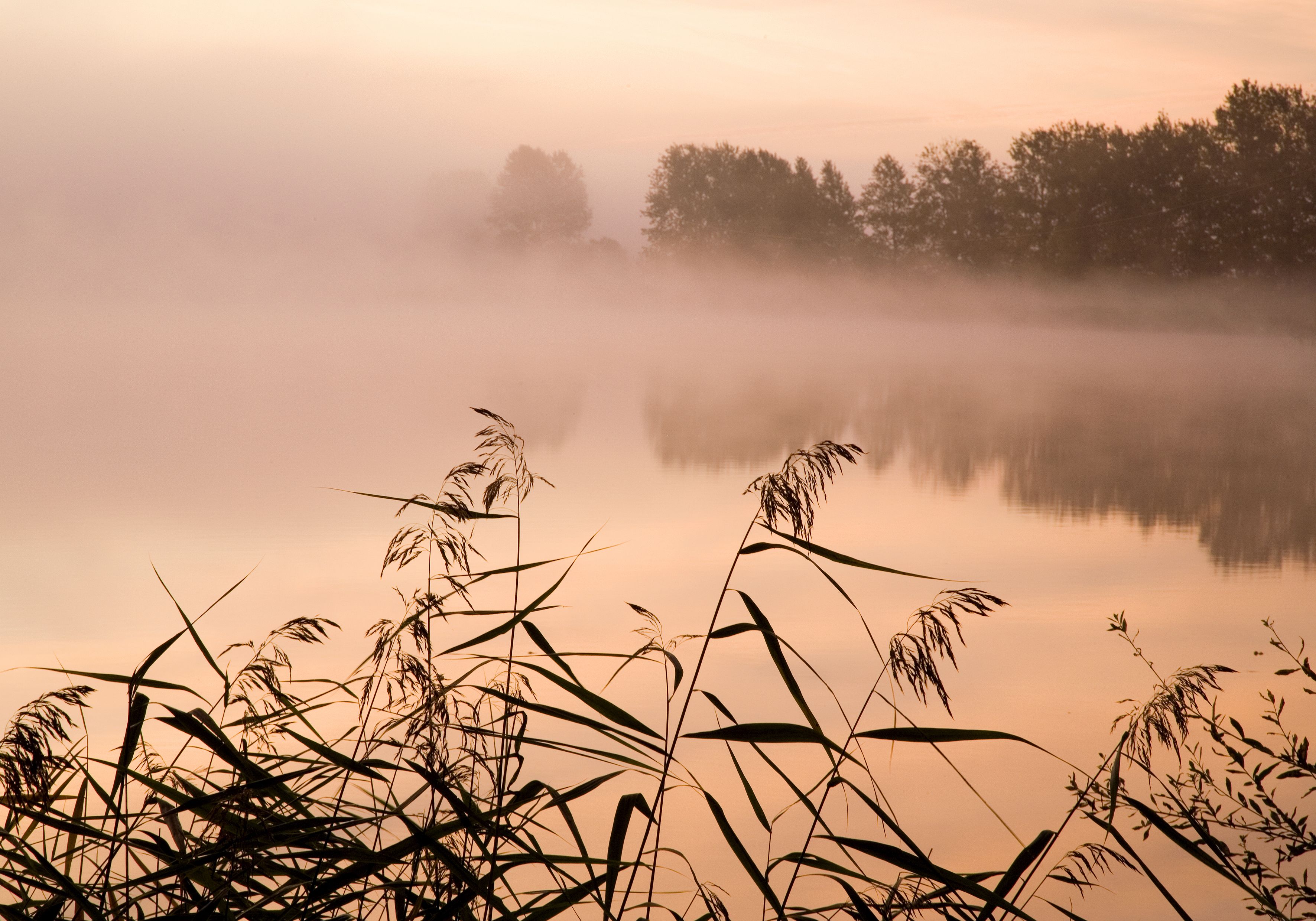 Un lago sereno con altas hierbas en primer plano y árboles al fondo, parcialmente cubierto por la niebla.