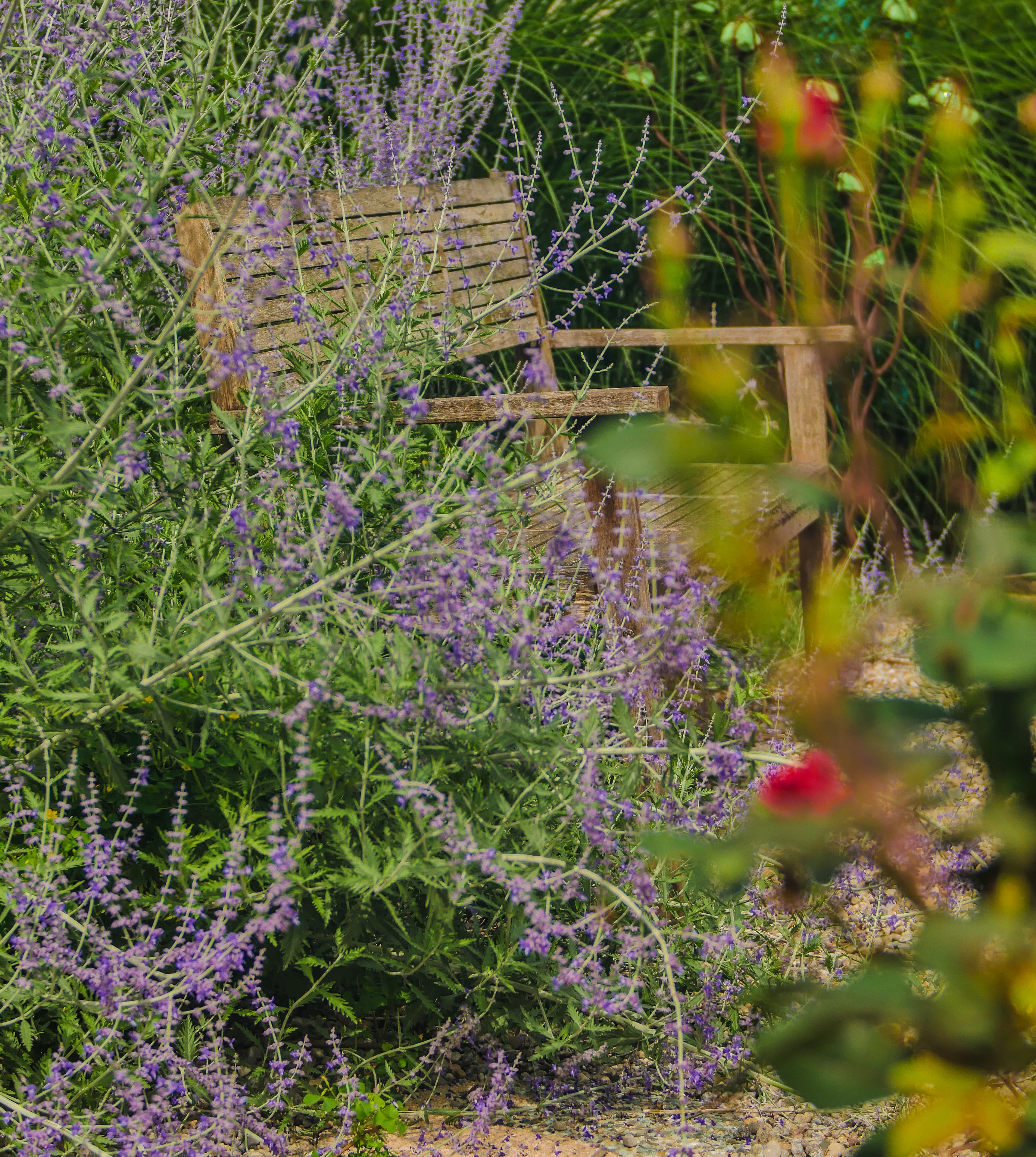 Un jardin avec un banc en bois, entouré de fleurs violettes et de feuillage verdoyant.