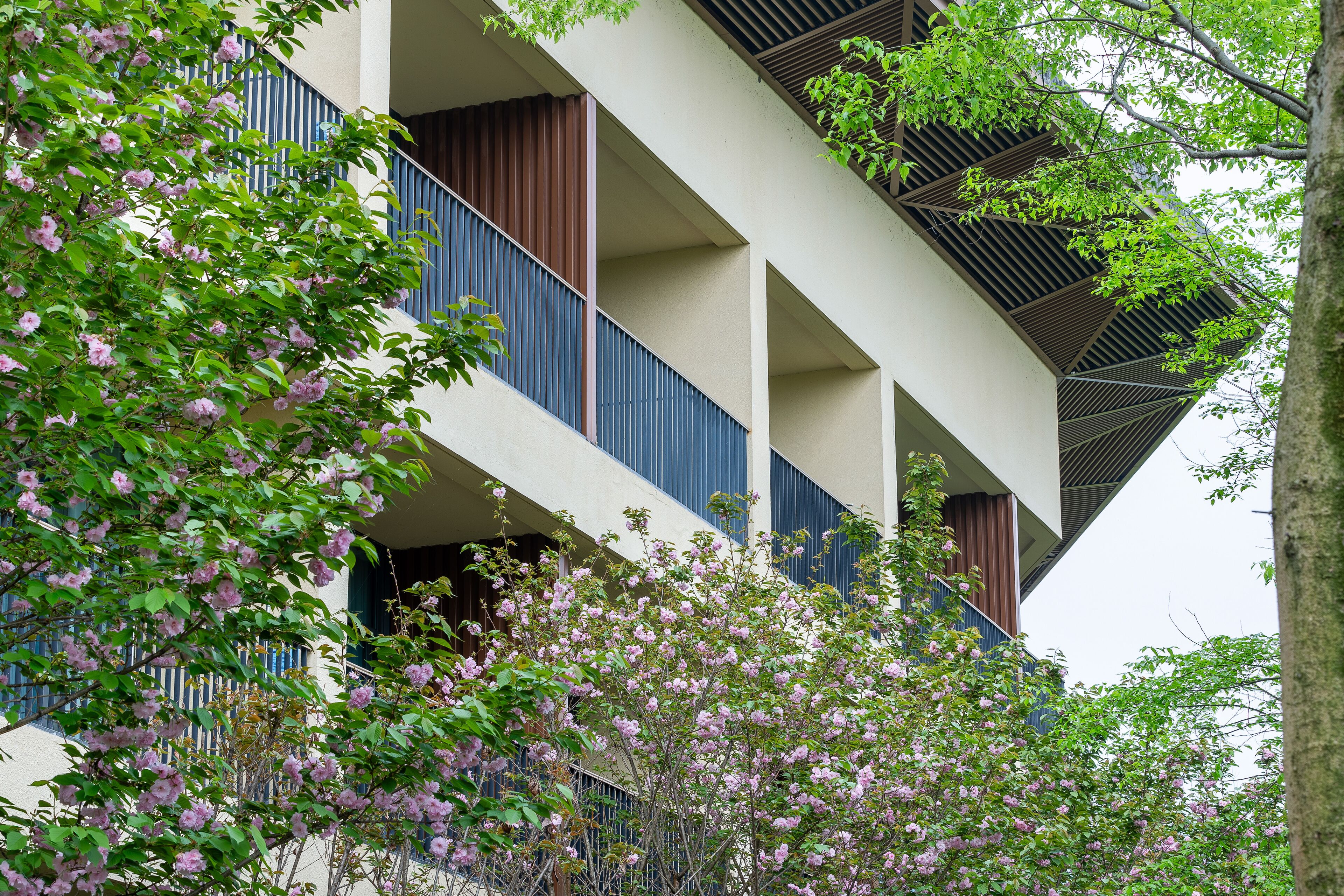 Un immeuble à plusieurs étages doté de balcons, entouré d’arbres aux fleurs roses.