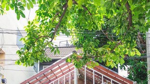 A conservatory with a glass roof, surrounded by lush greenery, and a small outdoor seating area. - Haus Hostel (Chiang Mai)