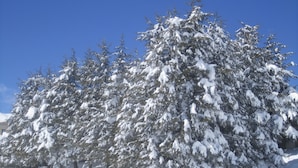 Paisagem coberta de neve com uma fileira de árvores perenes e um muro de pedra.