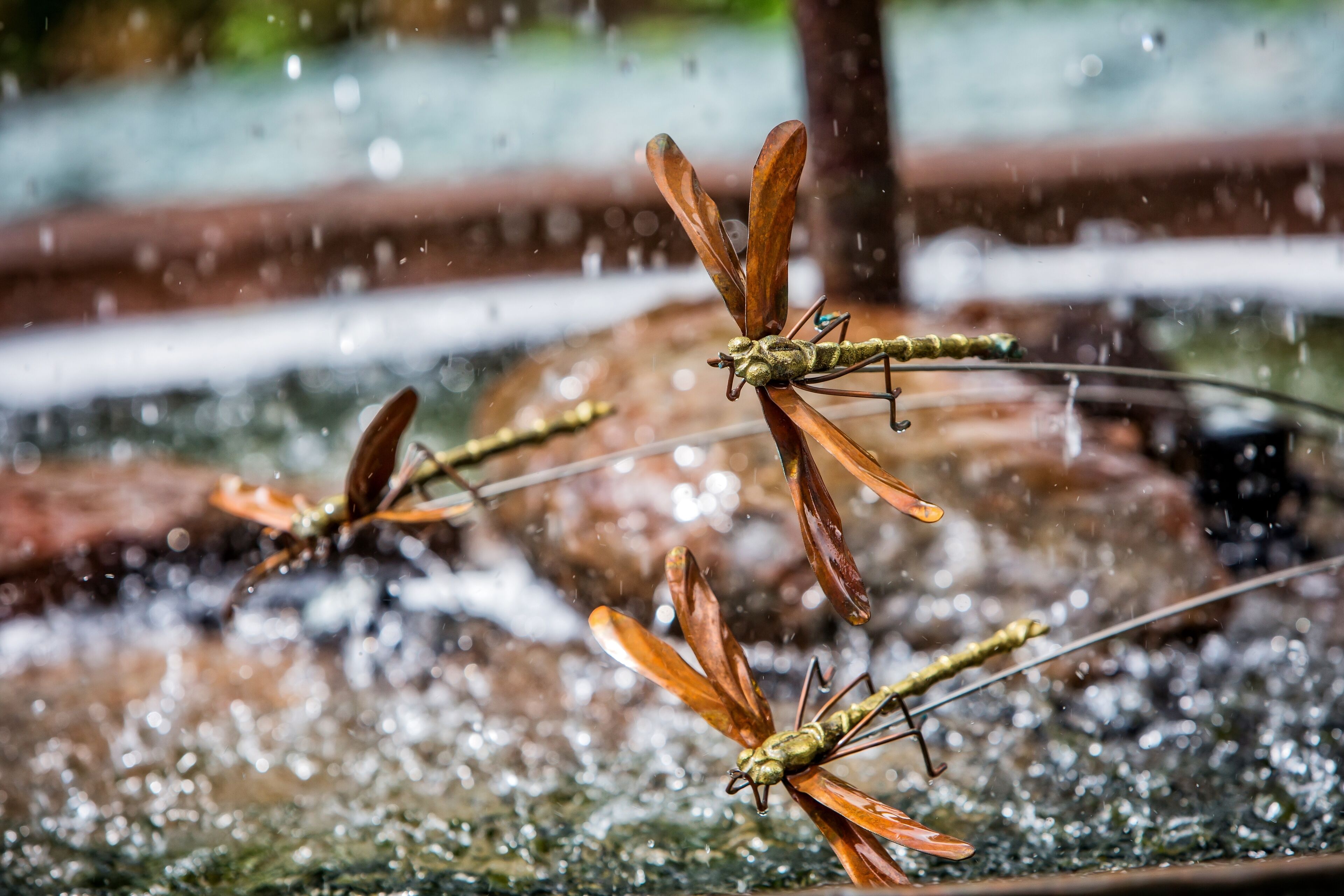 A close-up of a dragonfly on a water surface with a blurred background.