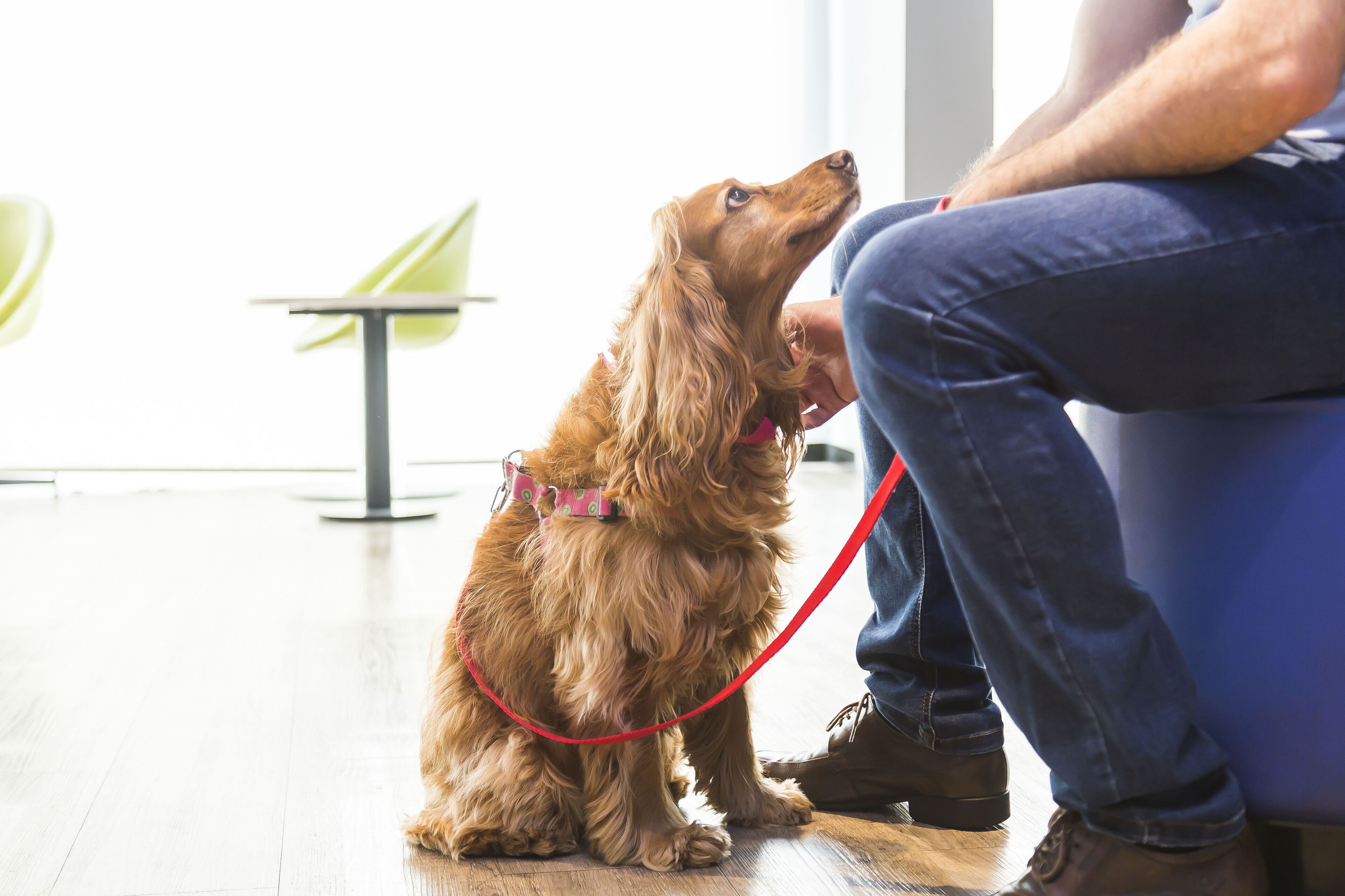A dog sitting on a wooden floor, tied with a red leash, in a room with a table and chairs in the background.