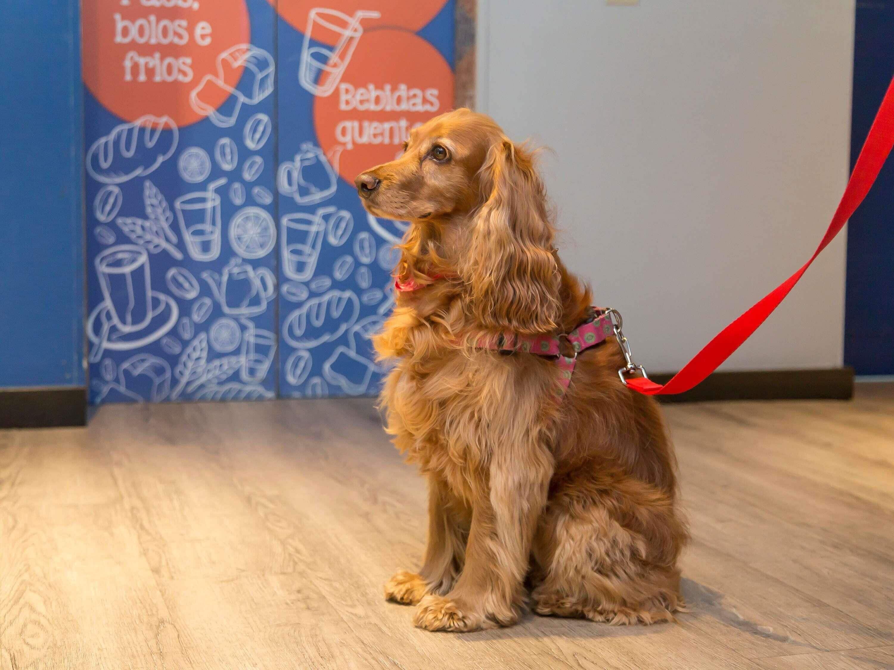A dog sitting on a wooden floor with a leash, in front of a wall with drink-related illustrations.