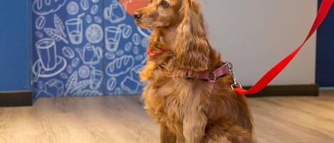 A dog sitting on a wooden floor with a leash, in front of a wall with drink-related illustrations.