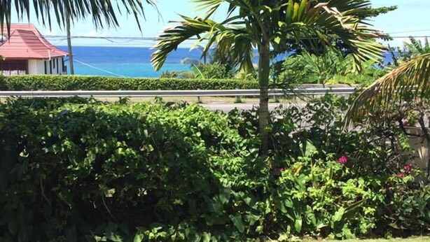 A tropical garden with a palm tree, a hedge, and a view of the ocean. - Ocho Rios Golden View (Kingston)