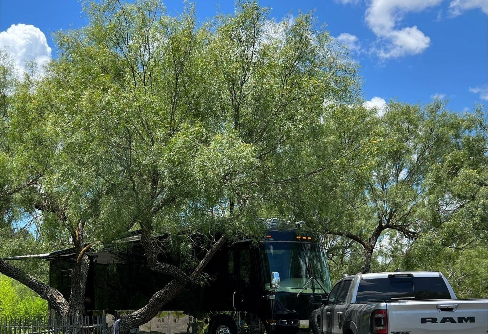 A black bus parked in a wooded area with a white truck in the foreground.