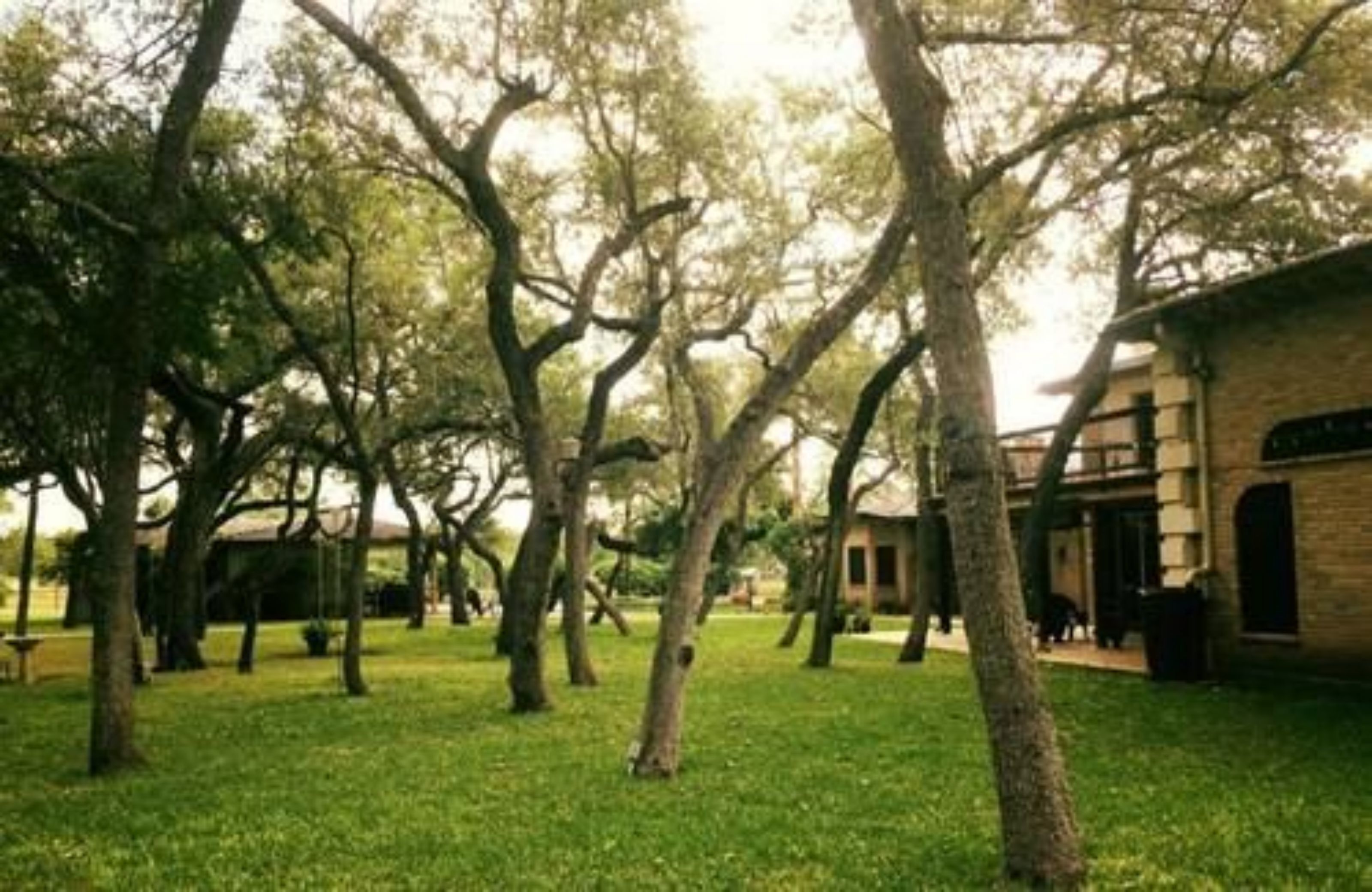 Un patio con árboles y un edificio de fachada de ladrillo.