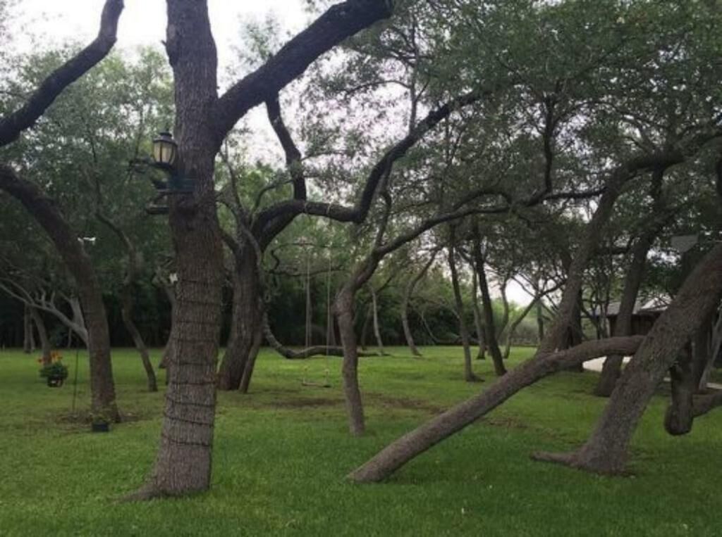 A grove of trees with a lantern hanging from one.