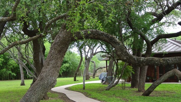 Un sendero de concreto curvo en un parque con árboles grandes y una estructura cubierta al fondo.
