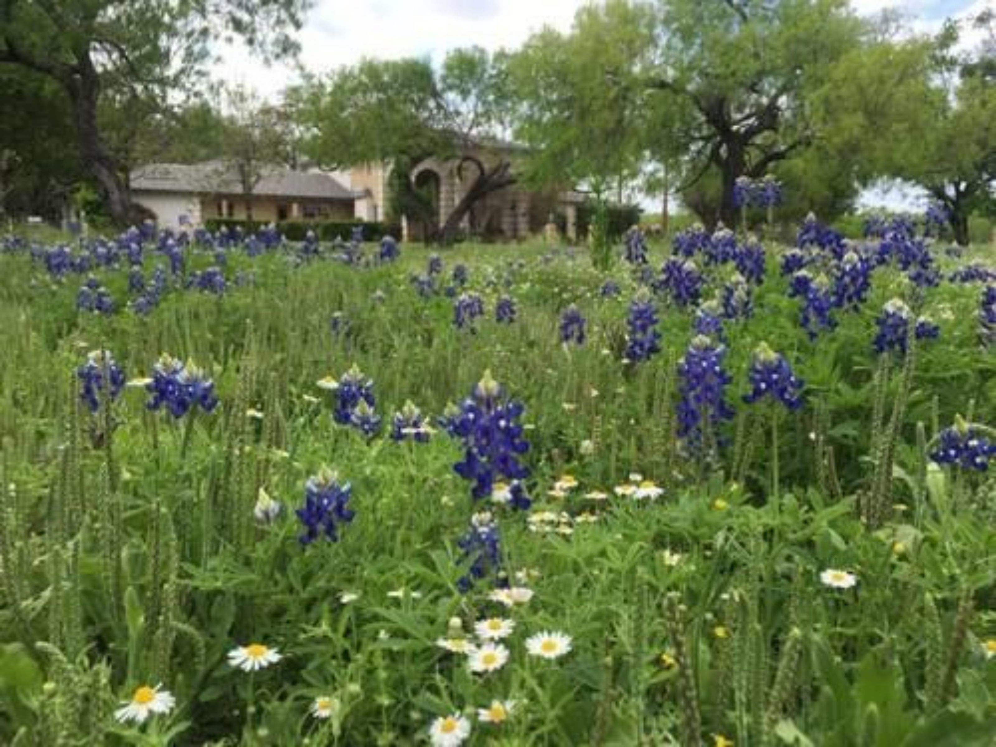 A field of wildflowers with a house in the background.