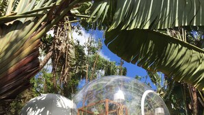 Estructuras esféricas transparentes con interiores de madera, rodeadas de follaje tropical.