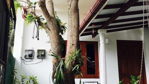 A tree in a courtyard with a white building in the background. - House Of Seya (Negombo)