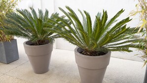 Two large potted plants with long, green, feathery leaves in a neutral-toned indoor setting.