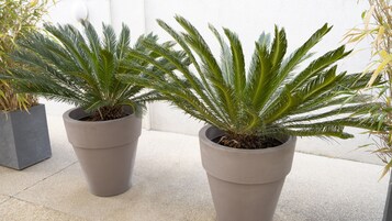 Dos grandes macetas con plantas de hojas largas, verdes y plumosas en un ambiente interior con tonos neutros.